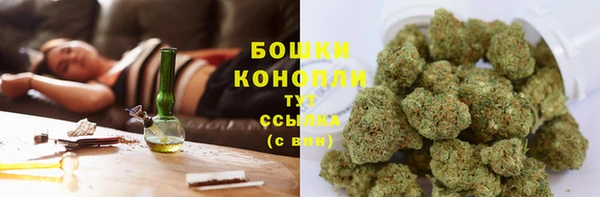 прущие грибы Болотное